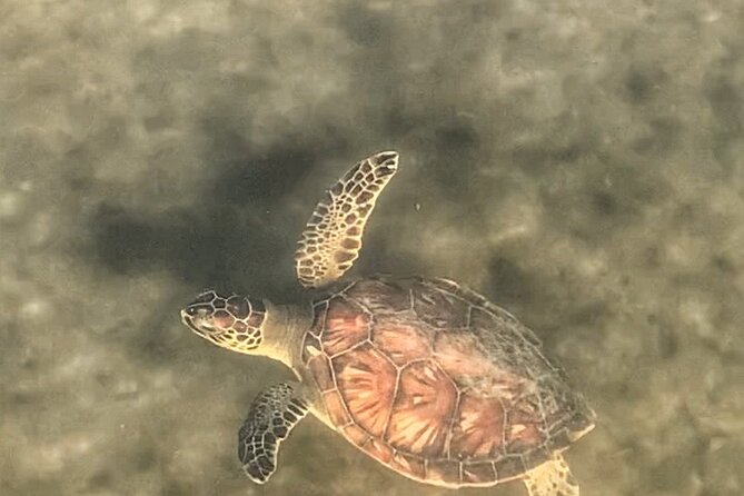Paddle Boarding Eco Adventure Tour Jupiter Florida - Singer Island - Wildlife sightings and the value of a naturalist guide