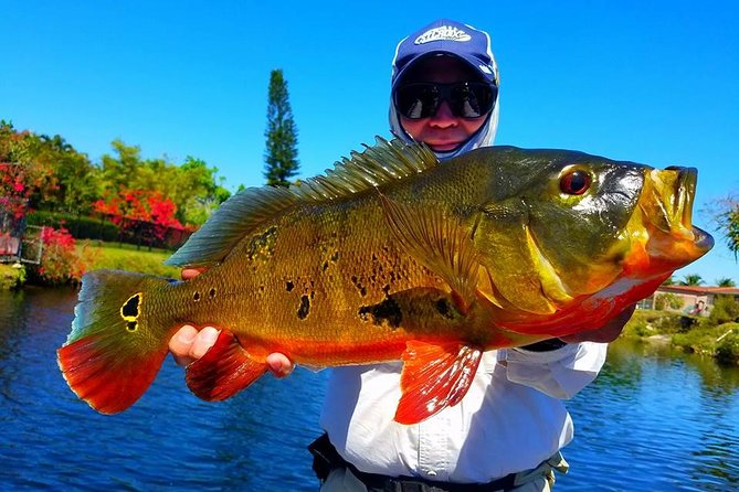 Peacock Bass Fishing Trips Near Miami Florida - Why peacock bass makes this Miami trip different