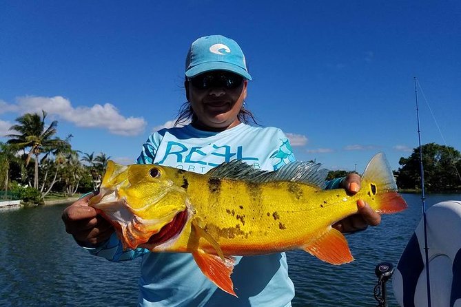 Peacock Bass Fishing Trips Near Miami Florida - A good choice for families and first-time anglers
