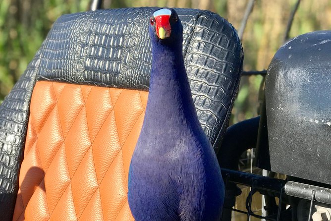Private 1.5-Hour Airboat Tour of Miami Everglades - Booking, cancellation, and weather details