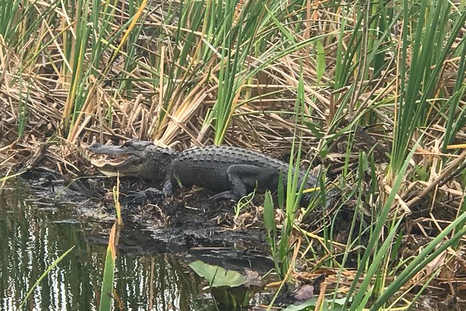Private 1-Hour Airboat Tour of Miami Everglades - Why one hour can be enough in the Everglades