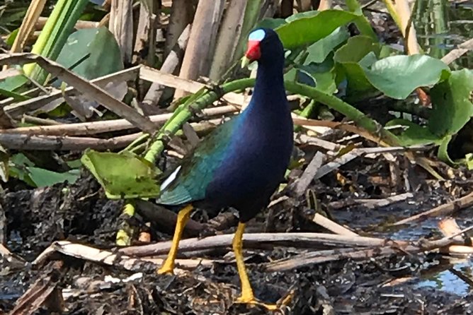 Private 1-Hour Airboat Tour of Miami Everglades - Searching for alligators, turtles, and birds
