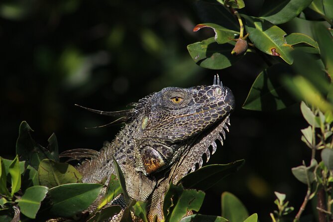 Private 2 hour Mangrove Ecotour - What the captain adds to the experience