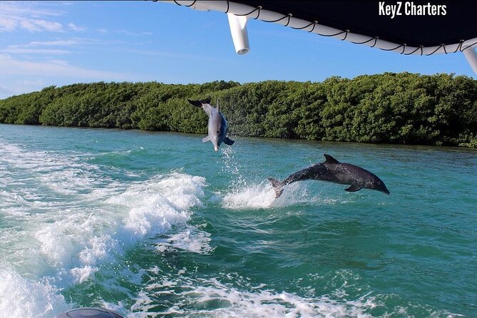 Private 2 hour Mangrove Ecotour - Why two hours is the right length for some plans