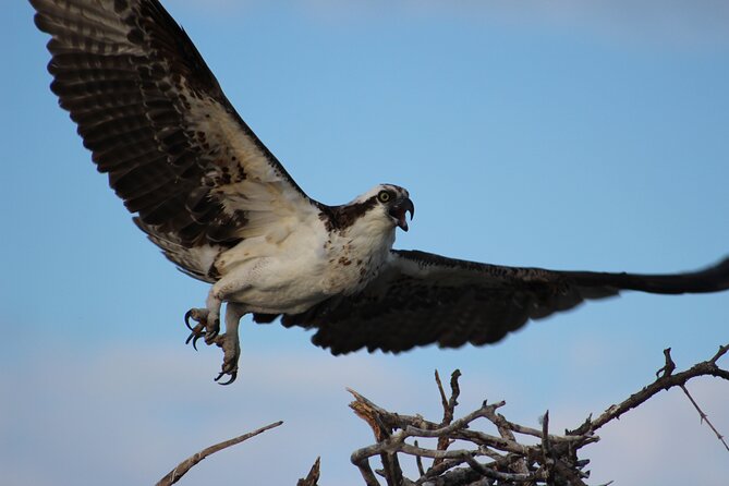 Private 2 hour Mangrove Ecotour - Who will enjoy this boat tour most
