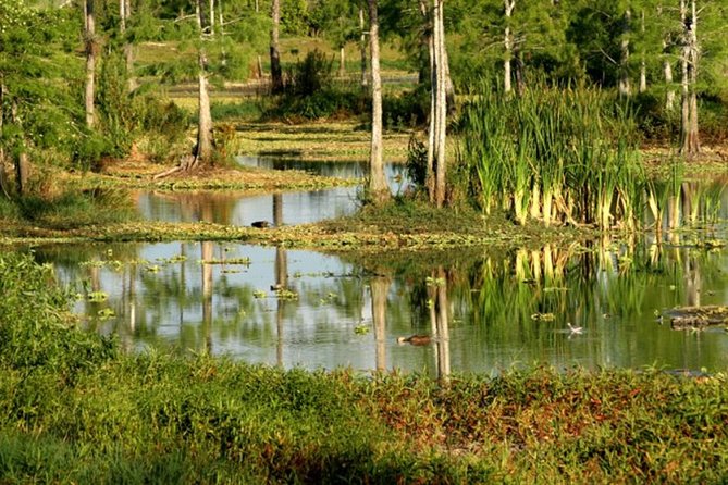 Private 4 Hour Everglades Tour with shared Airboat - What the shared airboat ride is really like