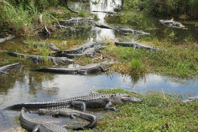 Private 4-hour Tour of Everglades from Miami Dade - Three hours among the Everglades waterways