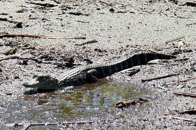 Private 90 Minutes Everglades Airboat Adventure - Why the private format matters