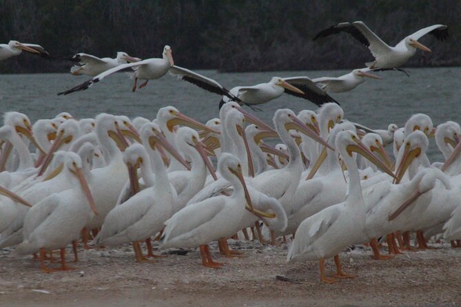 Private Everglades 10,000 Islands Photo and Birding Boat Safari - A naturalist guide adds more than directions