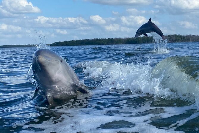 Private Everglades 10,000 Islands Photo and Birding Boat Safari - What you may see on the water