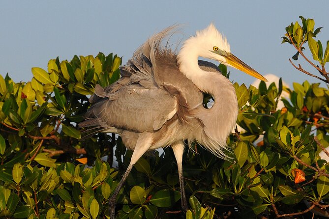 Private Everglades 10,000 Islands Photo and Birding Boat Safari - Two and a half hours can feel focused