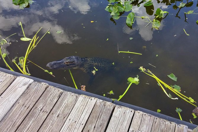 Private Everglades Airboat Tour with Pick up and Everglades Guide - The 60-minute airboat ride
