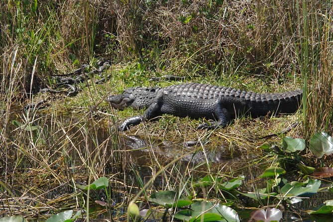 Private Everglades Airboat Tour with Pick up and Everglades Guide - The guides and the human side of the tour