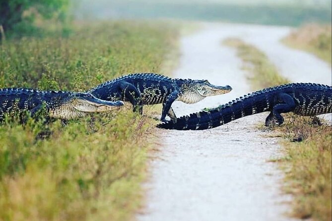 Private Everglades Tour:Explore the Beauty of the Everglades - Key points to know before you book