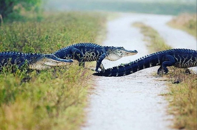 Private Everglades Tour:Explore the Beauty of the Everglades - Four hours, hotel pickup, and a private guide