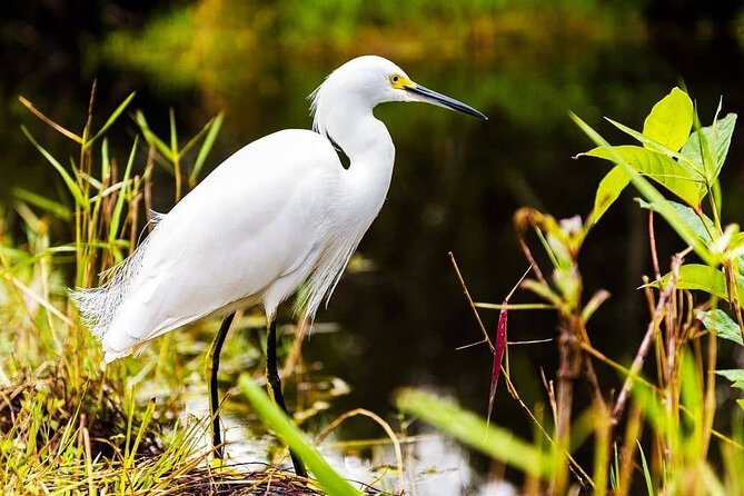 Private Everglades Tour:Explore the Beauty of the Everglades - Booking details that matter