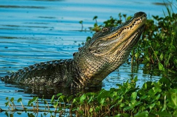 Private Everglades Tour:Explore the Beauty of the Everglades - Should you book this private Everglades tour?