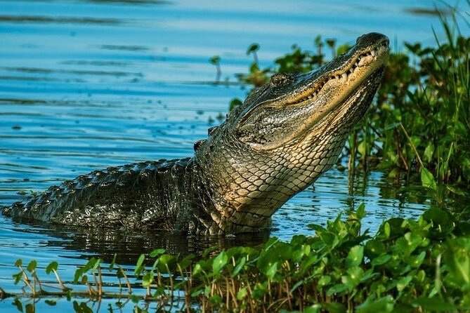 Private Everglades Tour:Explore the Beauty of the Everglades - The nature walk gives you a different view