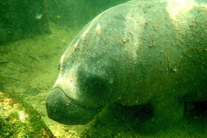 Private Guided Kayak or SUP Eco Adventure - Key Points for Your Biscayne Bay Outing