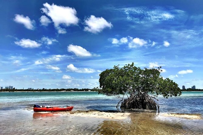 Private Guided Kayak or SUP Eco Adventure - What Makes This Biscayne Bay Trip Different
