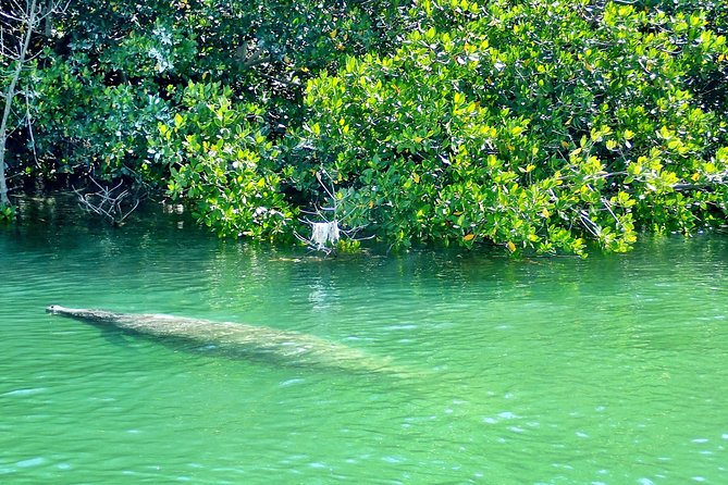 Private Guided Kayak or SUP Eco Adventure - Who Will Enjoy This Most