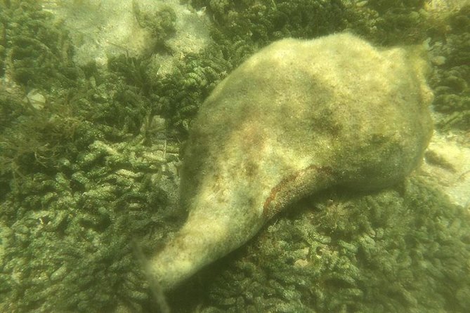 Private Guided Kayak or SUP Eco Adventure - Timing, Weather, and What to Bring