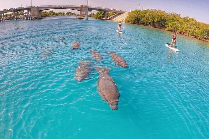 Private Jupiter Island Guided Paddle Boarding Tour - Why This Jupiter Paddleboard Tour Works