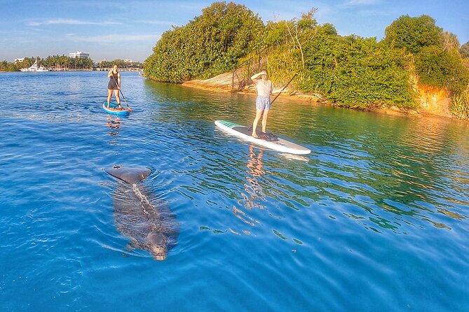 Private Jupiter Island Guided Paddle Boarding Tour - Looking for Manatees, Turtles, and Rays