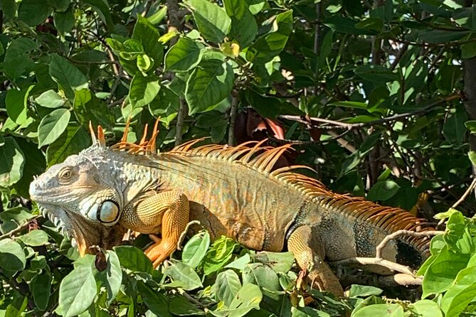 Private Paddle Boarding Activity to Peanut Island - Wildlife, water color, and the best season