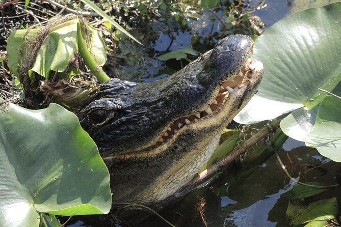 Private River Of Grass Everglades Airboat Adventure - Setting Out From 5334 FL-90
