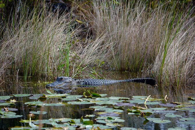 Private River Of Grass Everglades Airboat Adventure - Weather, Cancellation, and Practical Planning