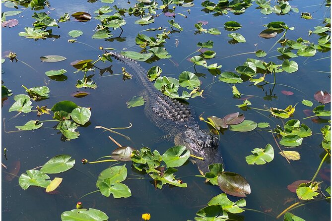 Private River Of Grass Everglades Airboat Adventure - Who Should Choose This Airboat Adventure?