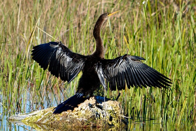 Private River Of Grass Everglades Airboat Adventure - What the One-Hour Route Feels Like