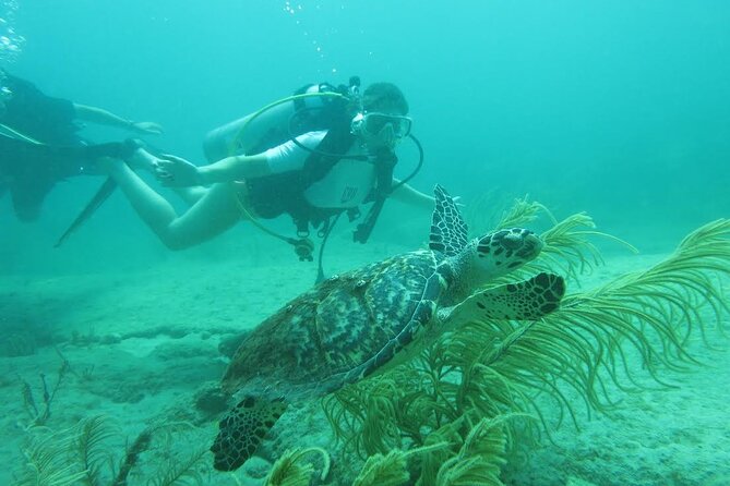 Private Scuba Diving Expert-Led Excursion Training with Tour - A private first step into scuba