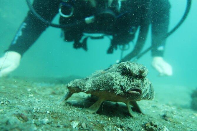 Private Scuba Diving Expert-Led Excursion Training with Tour - Photos that let you enjoy the moment