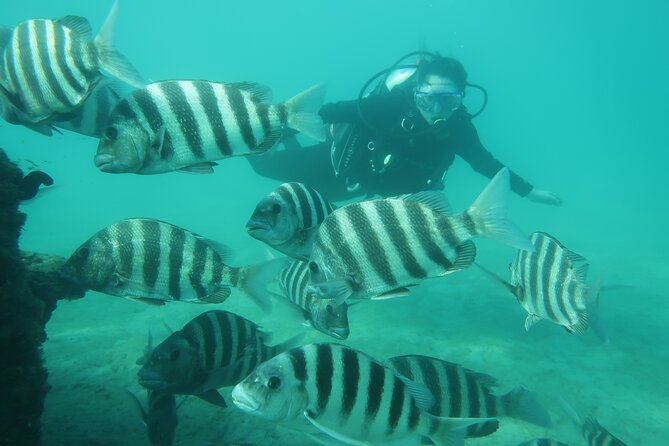 Private Scuba Diving Expert-Led Excursion Training with Tour - Meeting at Phil Foster Park