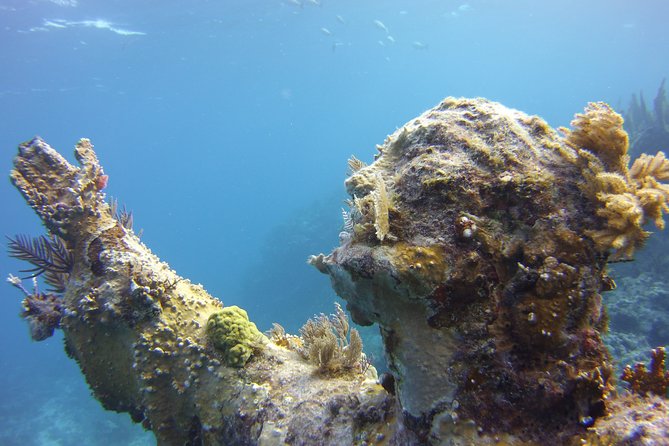 Private Snorkel to Key Largo Reef for up to 12 - INCLUDES GEAR! - The first 30 minutes are for gear and safety