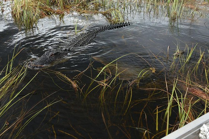 Private Tour: Florida Everglades Airboat Ride and Wildlife Adventure - Is this private Everglades airboat tour worth booking?