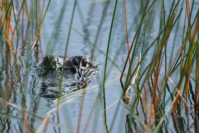 Private Tour: Florida Everglades Airboat Ride and Wildlife Adventure - The one-hour route and what it feels like
