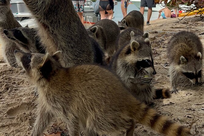 Raccoon Island Boat Tour - Indian Creek, Sanbar and Raccoons - Key points to know before you book