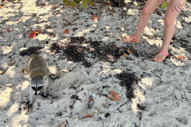 Raccoon Island Boat Tour - Indian Creek, Sanbar and Raccoons - Raccoon Island is the reason to take this boat ride