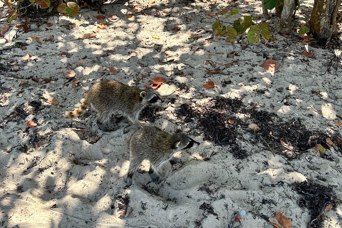 Raccoon Island Boat Tour - Indian Creek, Sanbar and Raccoons - A private boat changes the value of the $545 price