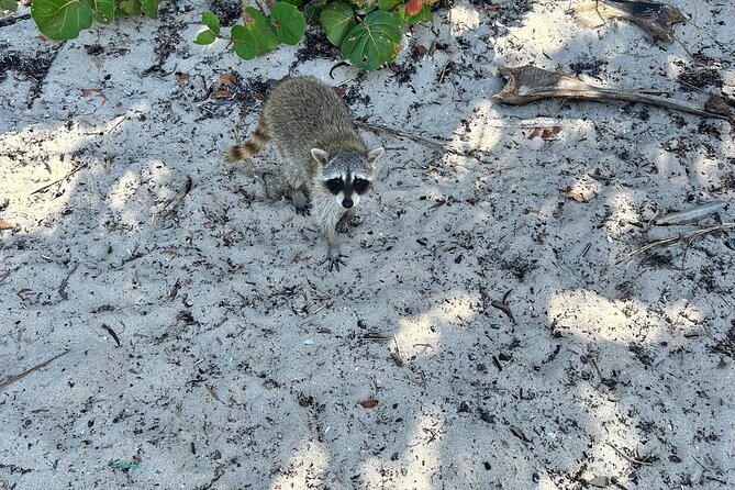 Raccoon Island Boat Tour - Indian Creek, Sanbar and Raccoons - The captains shape the feel of the outing