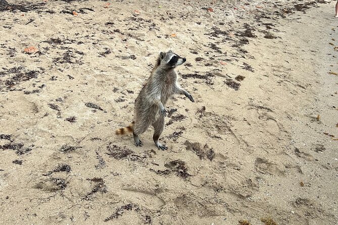 Raccoon Island Boat Tour - Indian Creek, Sanbar and Raccoons - Three hours goes quickly, so set your priorities