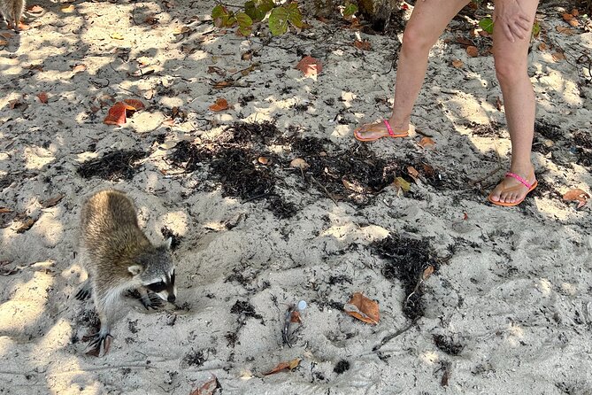 Raccoon Island Boat Tour - Indian Creek, Sanbar and Raccoons - What to bring for the island and sandbar