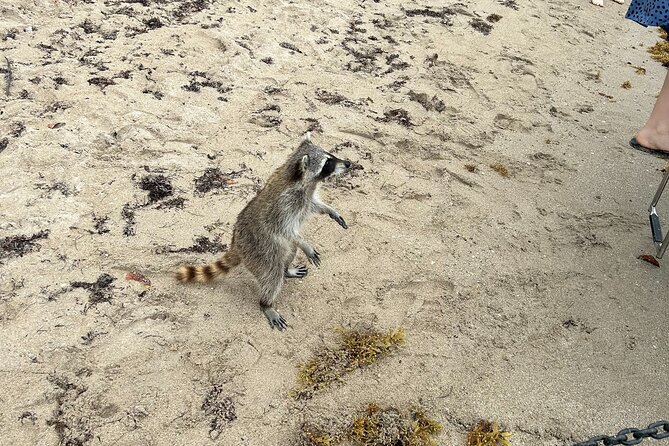 Raccoon Island Boat Tour - Indian Creek, Sanbar and Raccoons - Haulover Sandbar is the relaxed middle stop