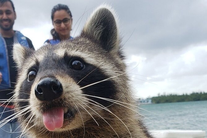 Raccoon Island Exploration on SUP/Kayak - Key points to know before you book