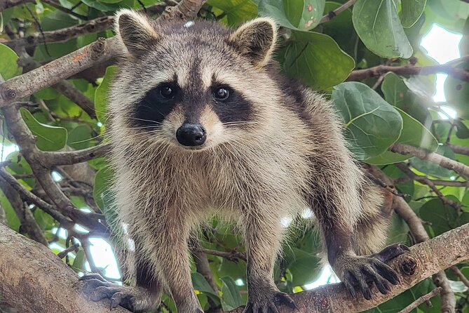Raccoon Island Exploration on SUP/Kayak - Why this Miami tour is different