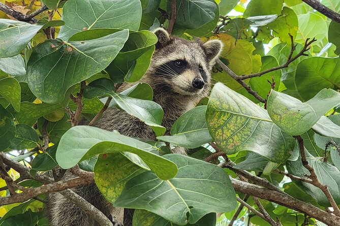 Raccoon Island Exploration on SUP/Kayak - The optional island walk and other wildlife