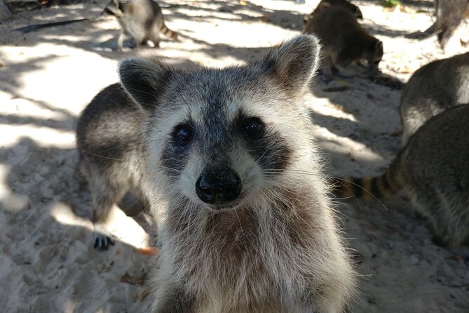 Raccoon Island Exploration on SUP/Kayak - Who will enjoy this experience most